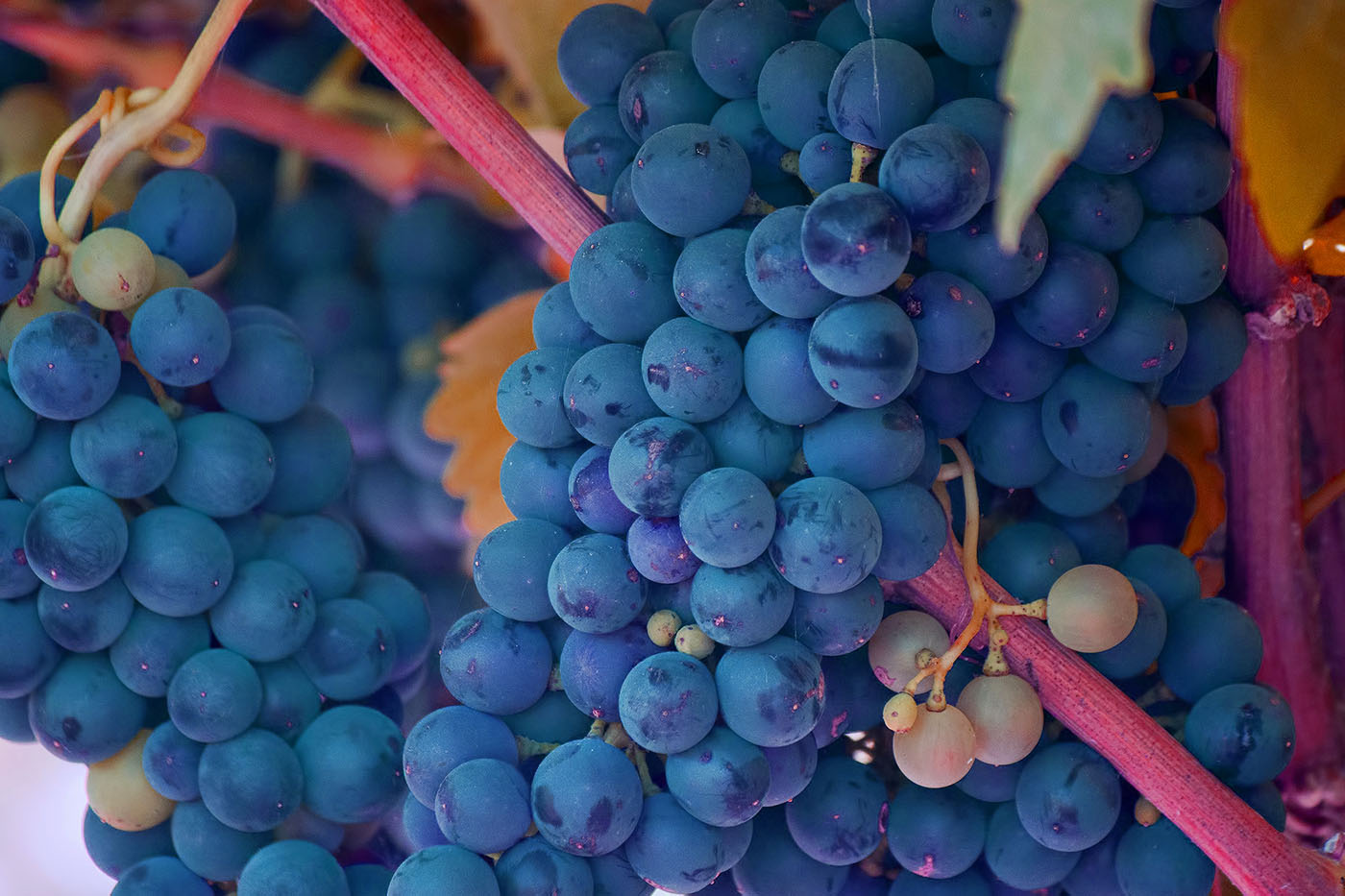 grape